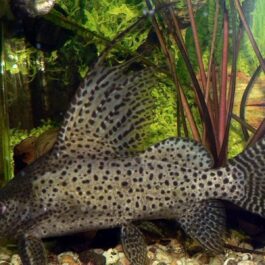 Feather fin cat fish ( 1 fish)