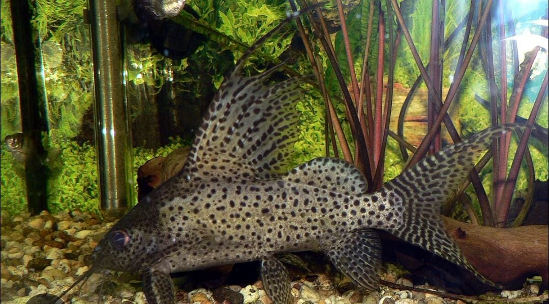 Feather fin cat fish ( 1 fish) - Image 2