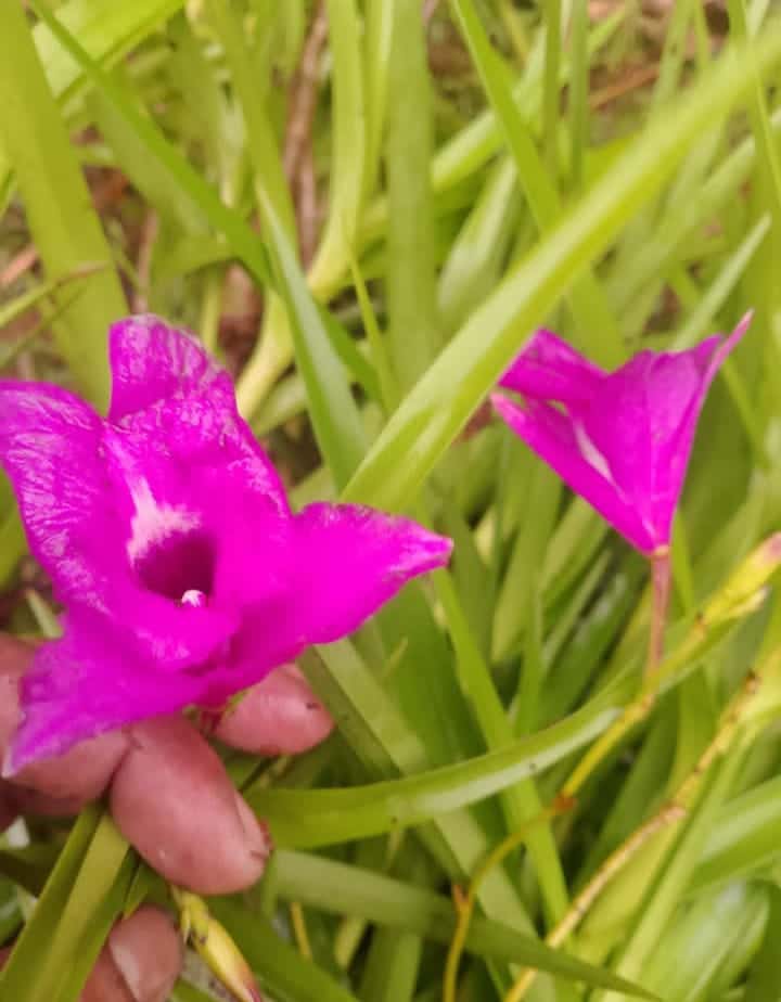 Bamboo orchid ( 5 plants) - Image 6