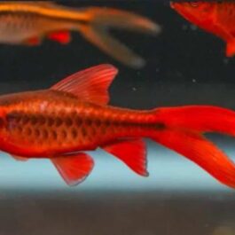 Cherry barb vailtail ( 6 pcs)