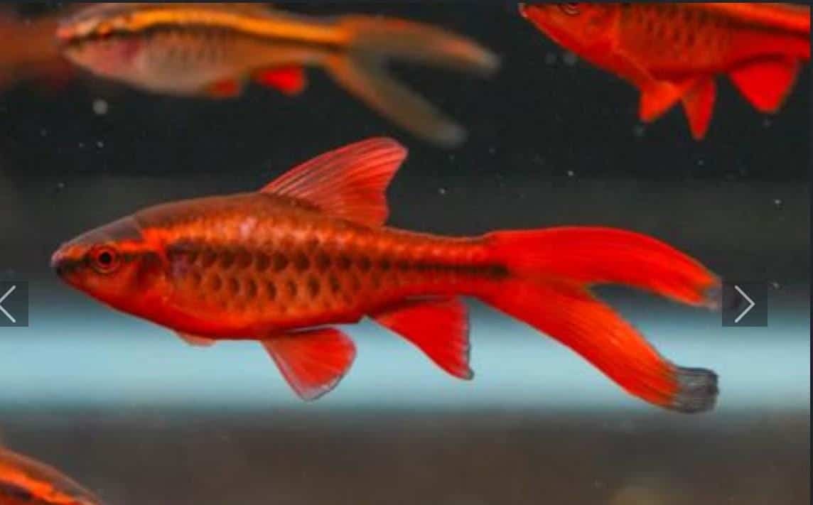 Cherry barb vailtail ( 6 pcs) - Image 6