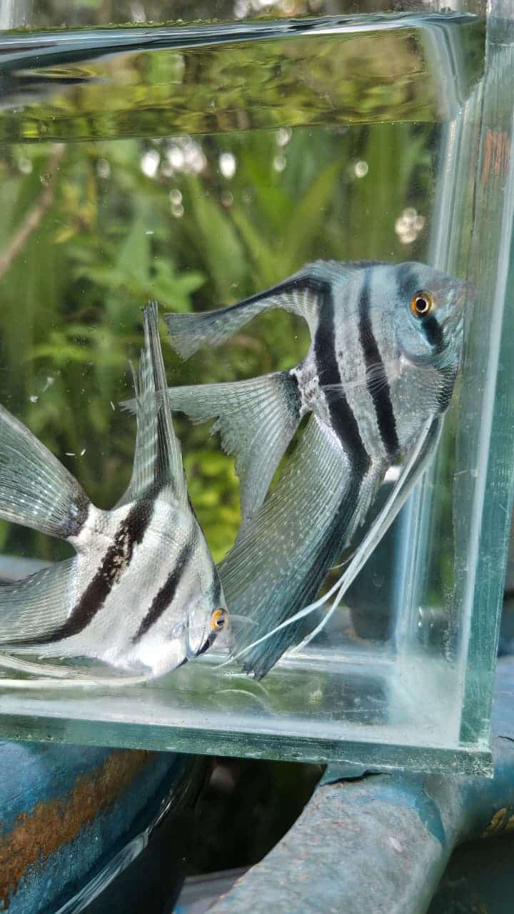 Blue zebra vailtail (rare)angel Adult (pair) - Image 8