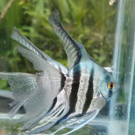 Blue zebra vailtail (rare)angel Adult (pair)