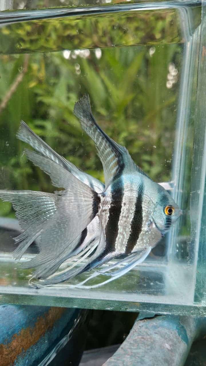 Blue zebra vailtail (rare)angel Adult (pair)