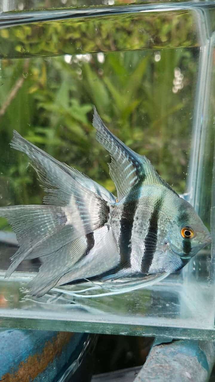 Blue zebra vailtail (rare)angel Adult (pair) - Image 6