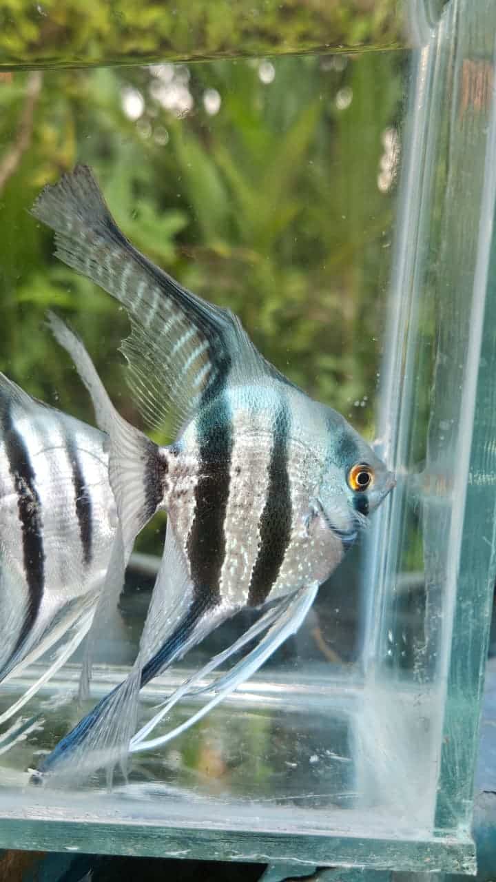 Blue zebra vailtail (rare)angel Adult (pair) - Image 5
