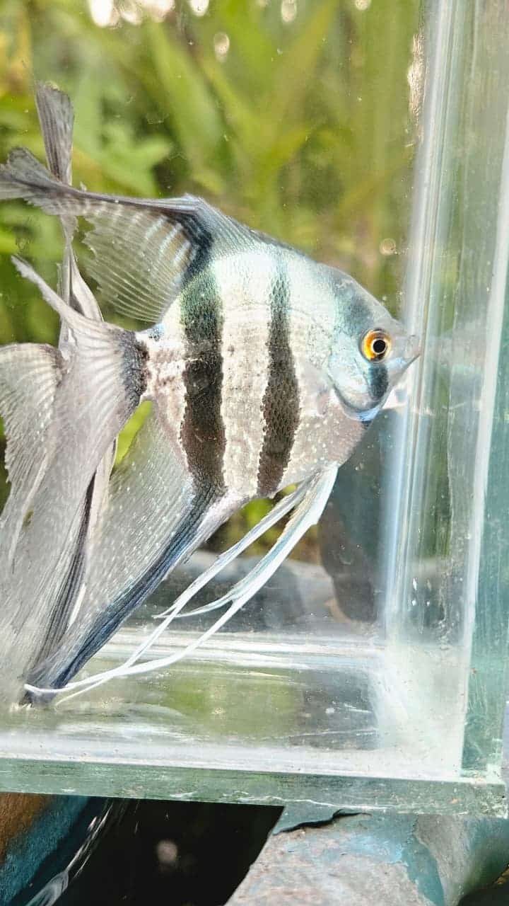 Blue zebra vailtail (rare)angel Adult (pair) - Image 4