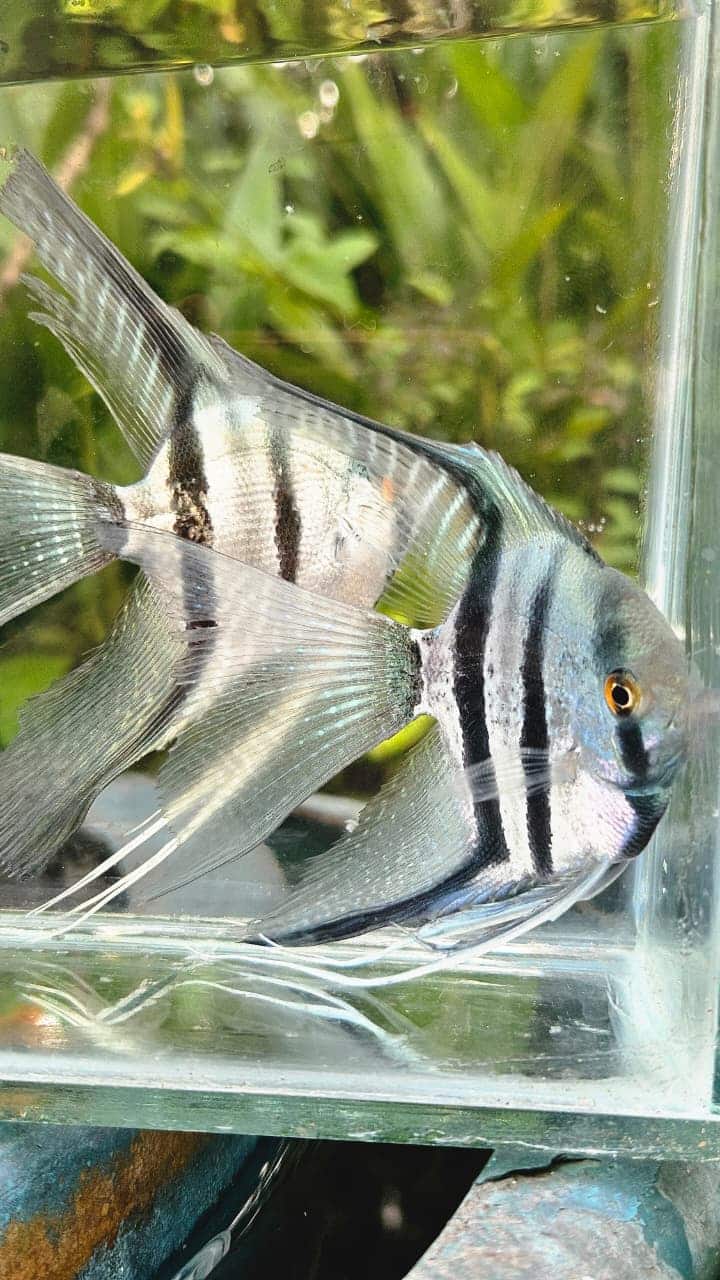 Blue zebra vailtail (rare)angel Adult (pair) - Image 3