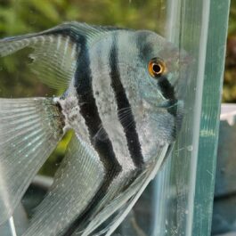 Blue zebra vailtail (rare)angel Adult (pair)