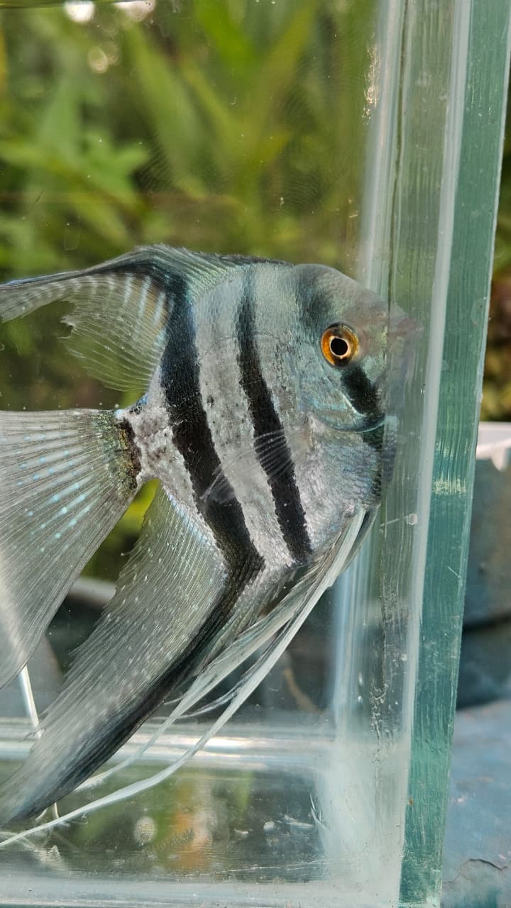 Blue zebra vailtail (rare)angel Adult (pair) - Image 2