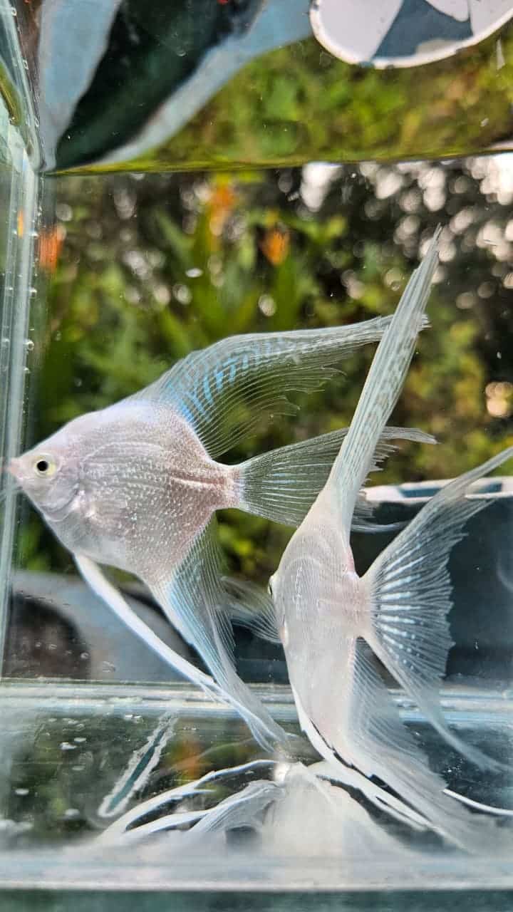 Platinum white angel vailtail ( rare) Adult pair - Image 6