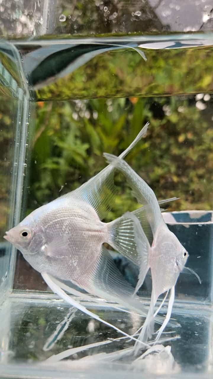 Platinum white angel vailtail ( rare) Adult pair - Image 5