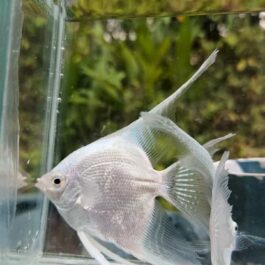 Platinum white angel vailtail ( rare) Adult pair