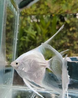 Platinum white angel vailtail ( rare) Adult pair