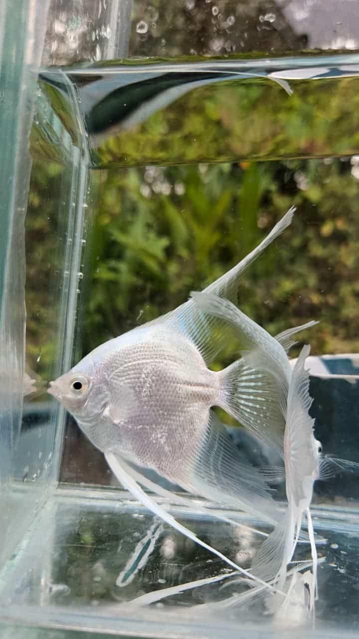 Platinum white angel vailtail ( rare) Adult pair