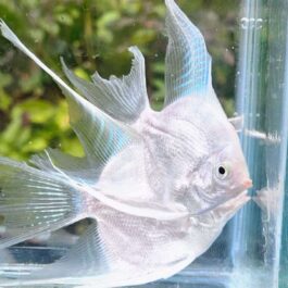 Platinum white angel vailtail ( rare) Adult pair