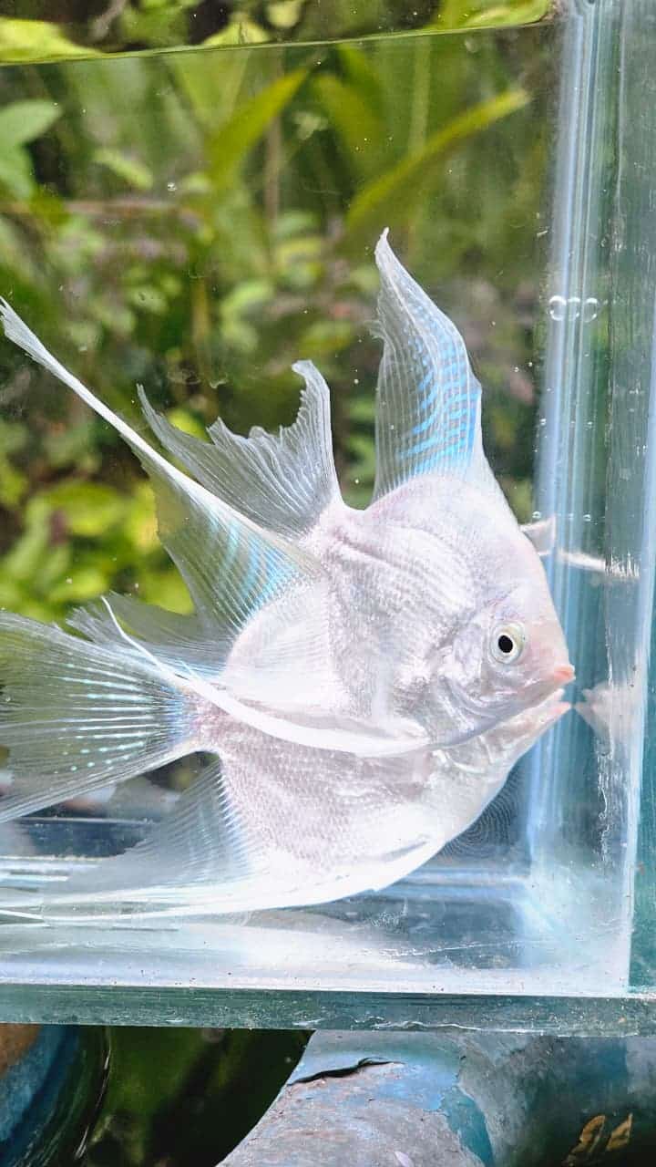 Platinum white angel vailtail ( rare) Adult pair - Image 2