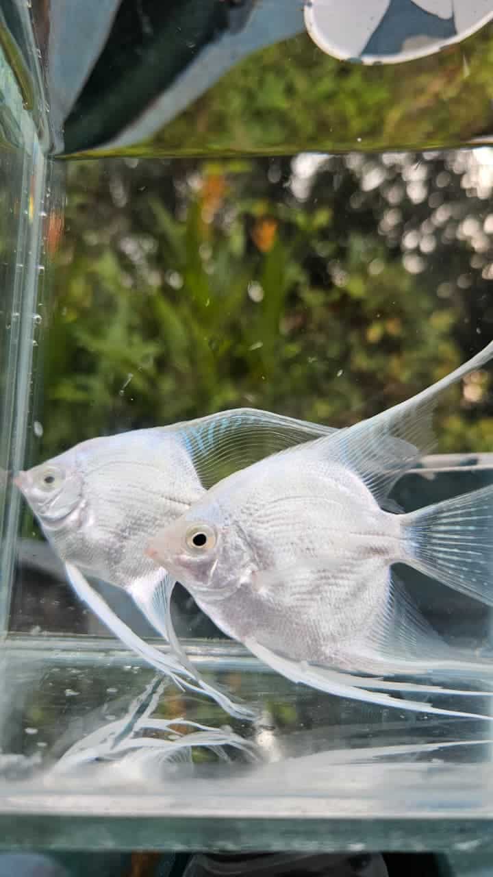 Platinum white angel vailtail ( rare) Adult pair - Image 3
