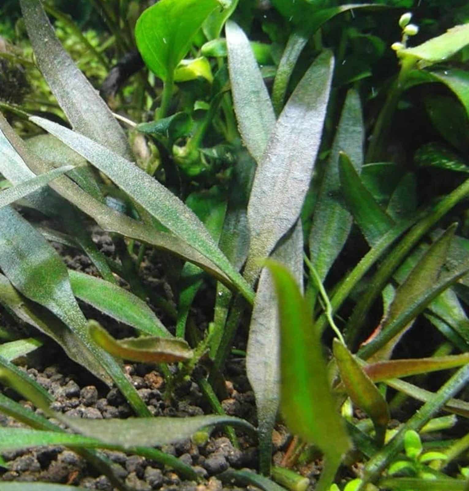 Jumbo sized TC cup- Cryptocoryne Pygmaea (Tissue Culture cup) - Image 4