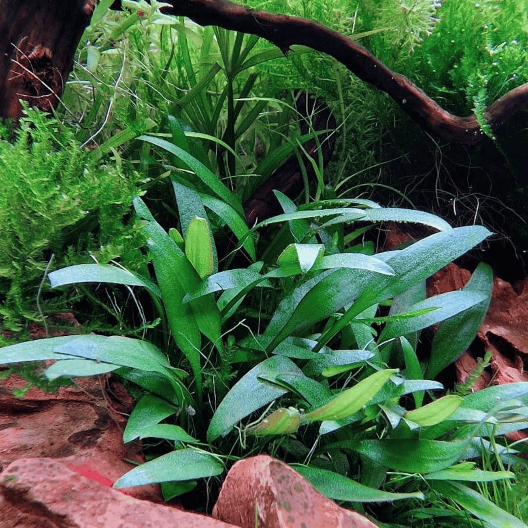 Jumbo sized TC cup- Cryptocoryne Pygmaea (Tissue Culture cup) - Image 3