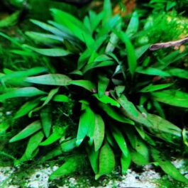 Jumbo sized TC cup- Cryptocoryne Pygmaea (Tissue Culture cup)