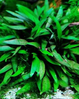 Jumbo sized TC cup- Cryptocoryne Pygmaea (Tissue Culture cup)