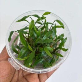 Jumbo sized TC cup- Cryptocoryne Pygmaea (Tissue Culture cup)