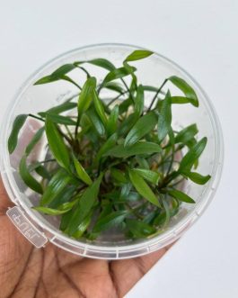Jumbo sized TC cup- Cryptocoryne Pygmaea (Tissue Culture cup)