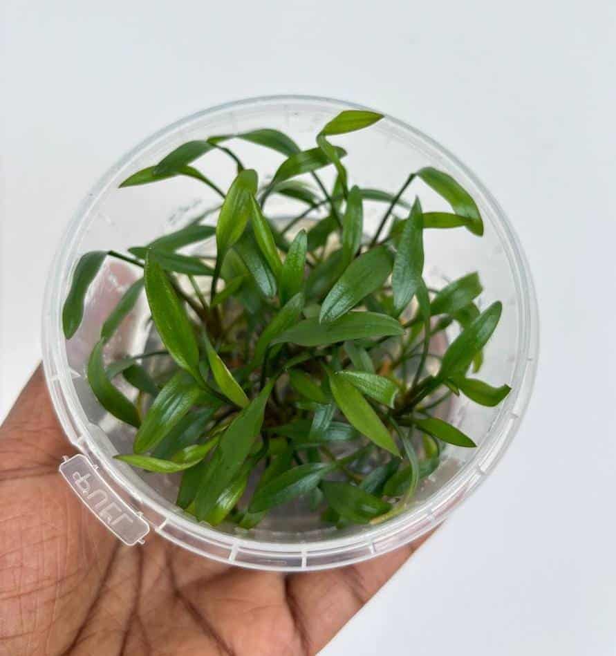 Jumbo sized TC cup- Cryptocoryne Pygmaea (Tissue Culture cup) - Image 2