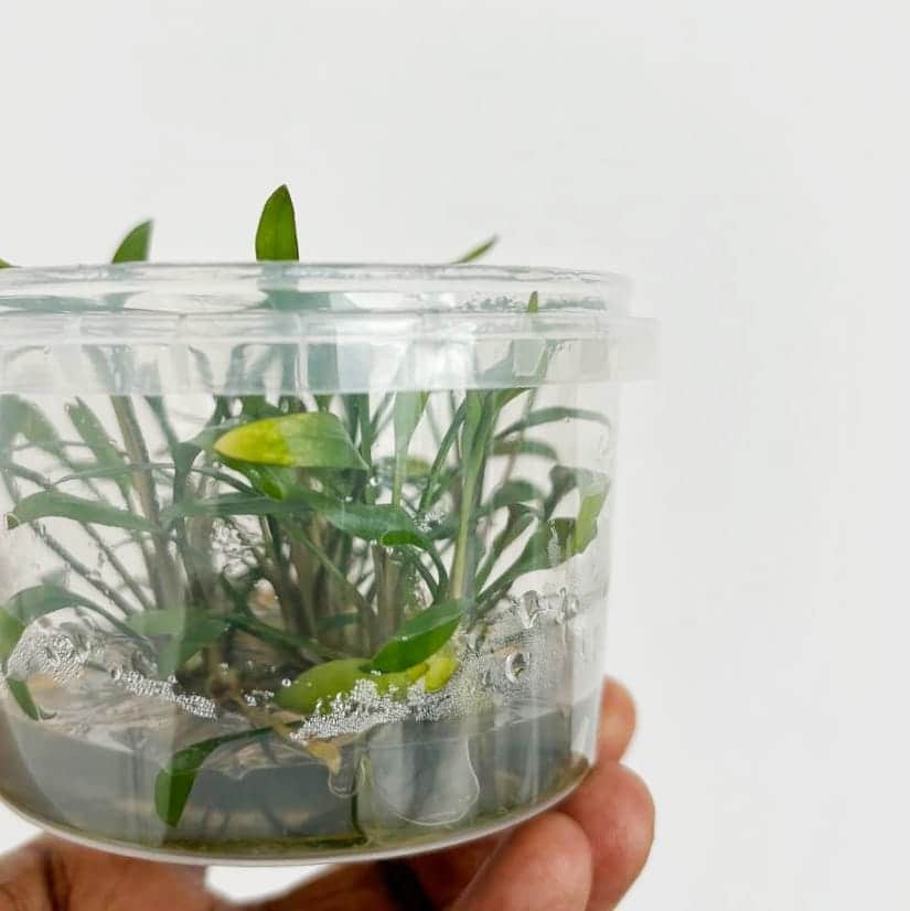 Jumbo sized TC cup- Cryptocoryne Pygmaea (Tissue Culture cup) - Image 7