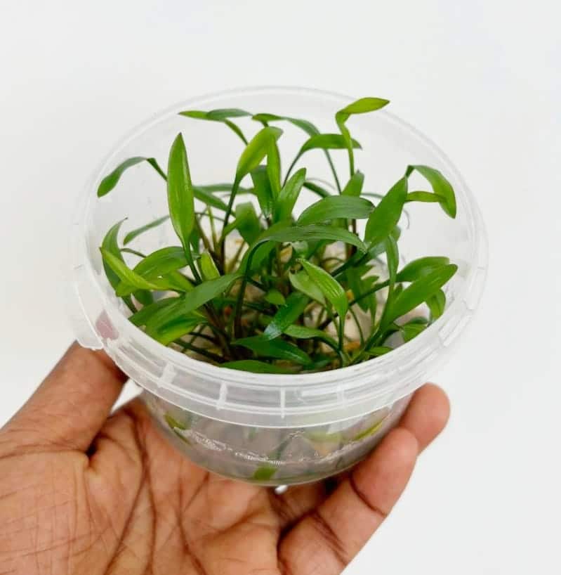 Jumbo sized TC cup- Cryptocoryne Pygmaea (Tissue Culture cup) - Image 6