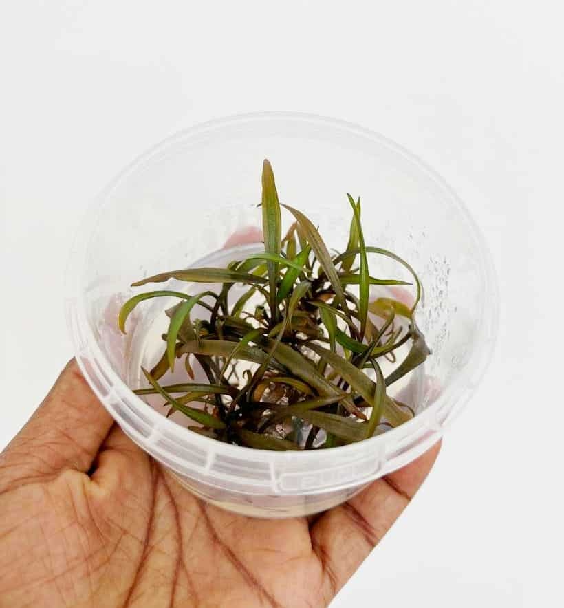 Jumbo sized TC cup- Cryptocoryne Sp Tiger (Tissue Culture cup) - Image 6
