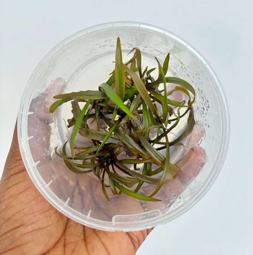 Jumbo sized TC cup- Cryptocoryne Sp Tiger (Tissue Culture cup) - Image 5