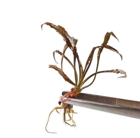 Jumbo sized TC cup- Cryptocoryne Sp Tiger (Tissue Culture cup) - Image 4