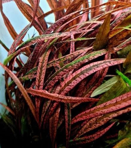 Jumbo sized TC cup- Cryptocoryne Sp Tiger (Tissue Culture cup) - Image 3