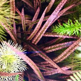 Jumbo sized TC cup- Cryptocoryne Sp Tiger (Tissue Culture cup)