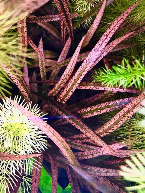 Jumbo sized TC cup- Cryptocoryne Sp Tiger (Tissue Culture cup)