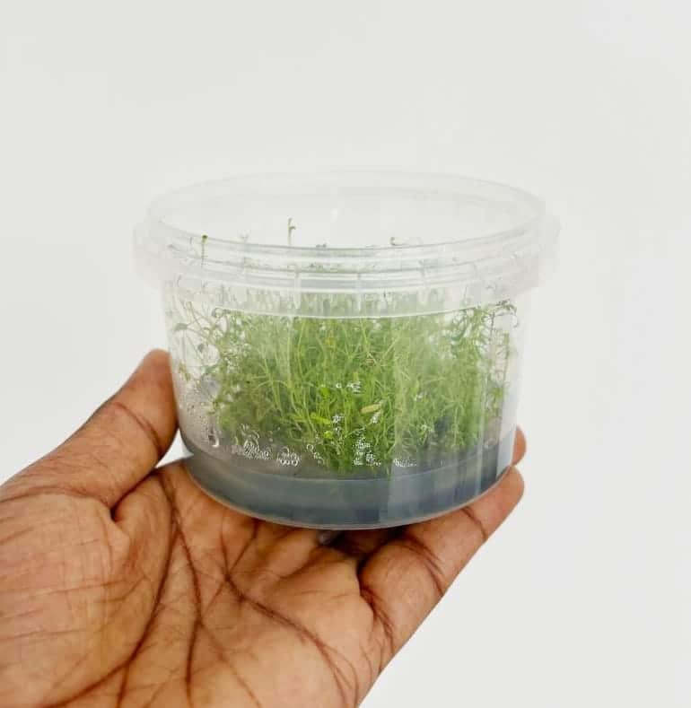 Jumbo sized TC cup- Glossostigma elatinoides (Tissue Culture cup) - Image 5