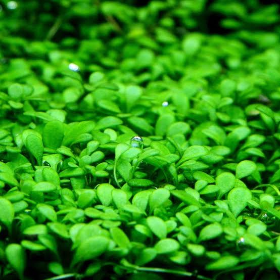 Jumbo sized TC cup- Glossostigma elatinoides (Tissue Culture cup) - Image 3