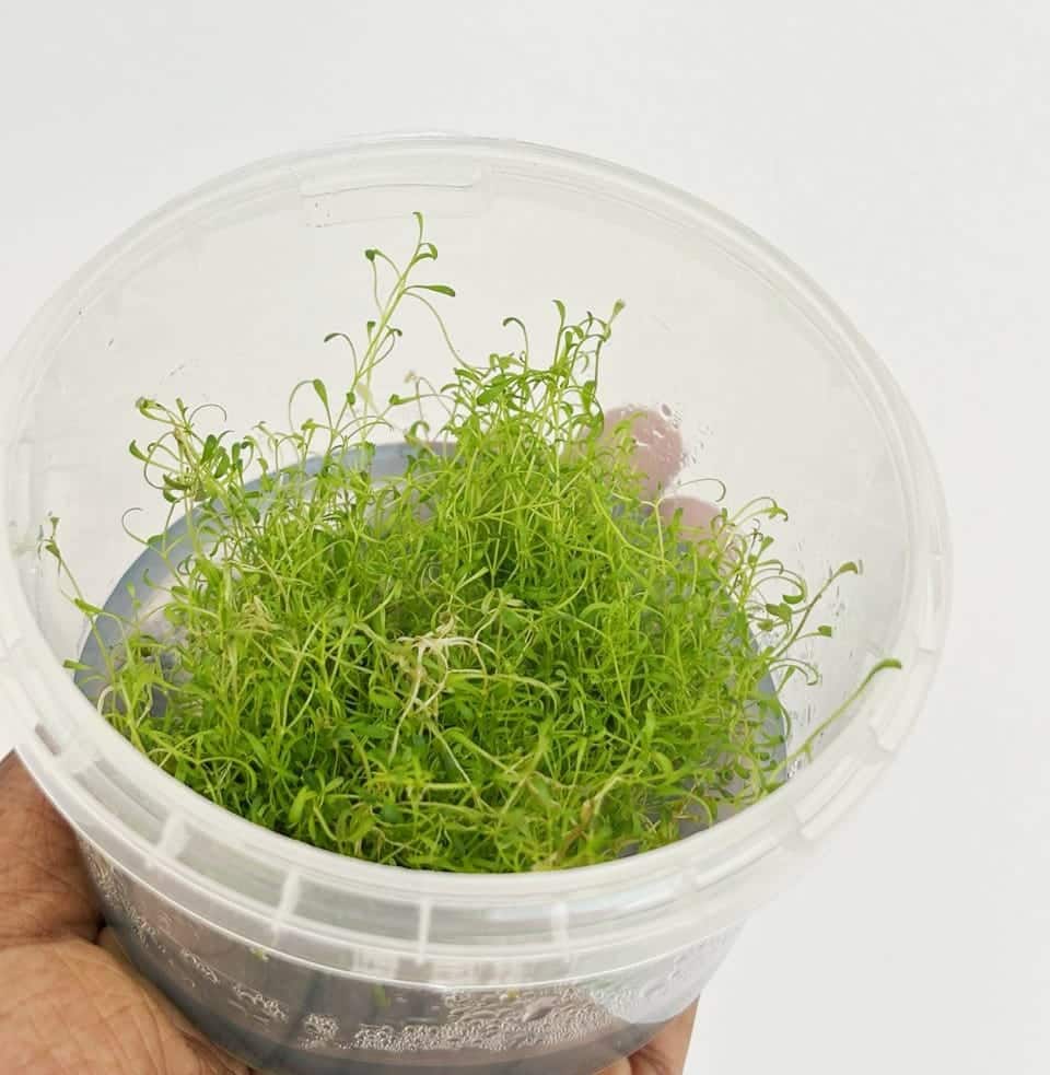 Jumbo sized TC cup- Glossostigma elatinoides (Tissue Culture cup) - Image 4