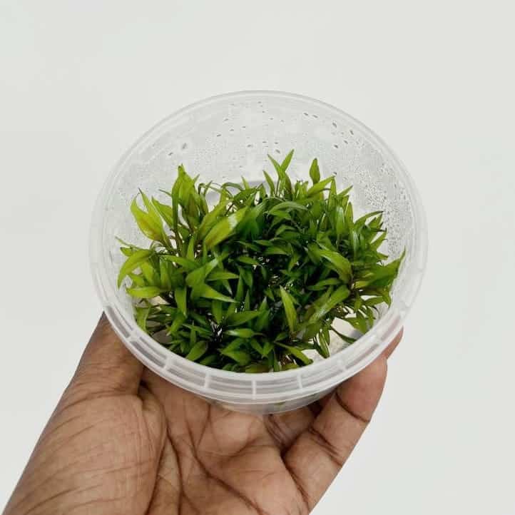 Jumbo sized TC cup- Cryptocoryne wendtii Gecko (Tissue Culture cup) - Image 7