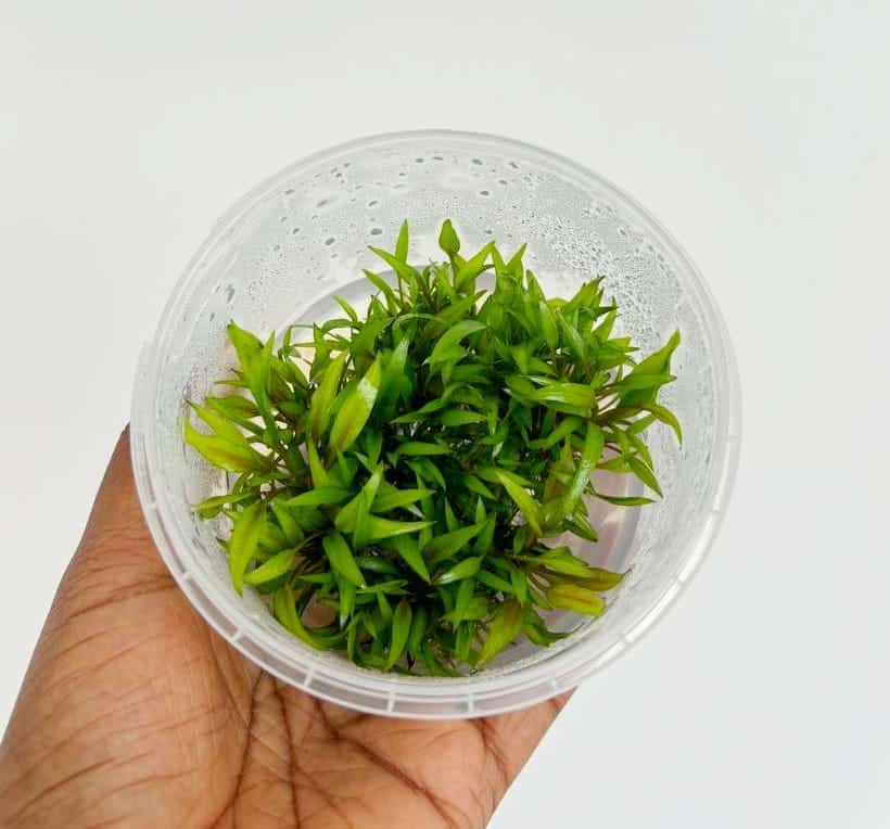 Jumbo sized TC cup- Cryptocoryne wendtii Gecko (Tissue Culture cup) - Image 8