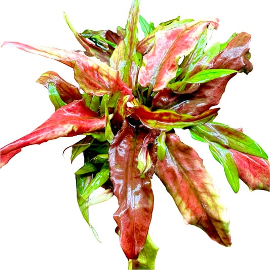 Jumbo sized TC cup- Cryptocoryne wendtii Gecko (Tissue Culture cup)