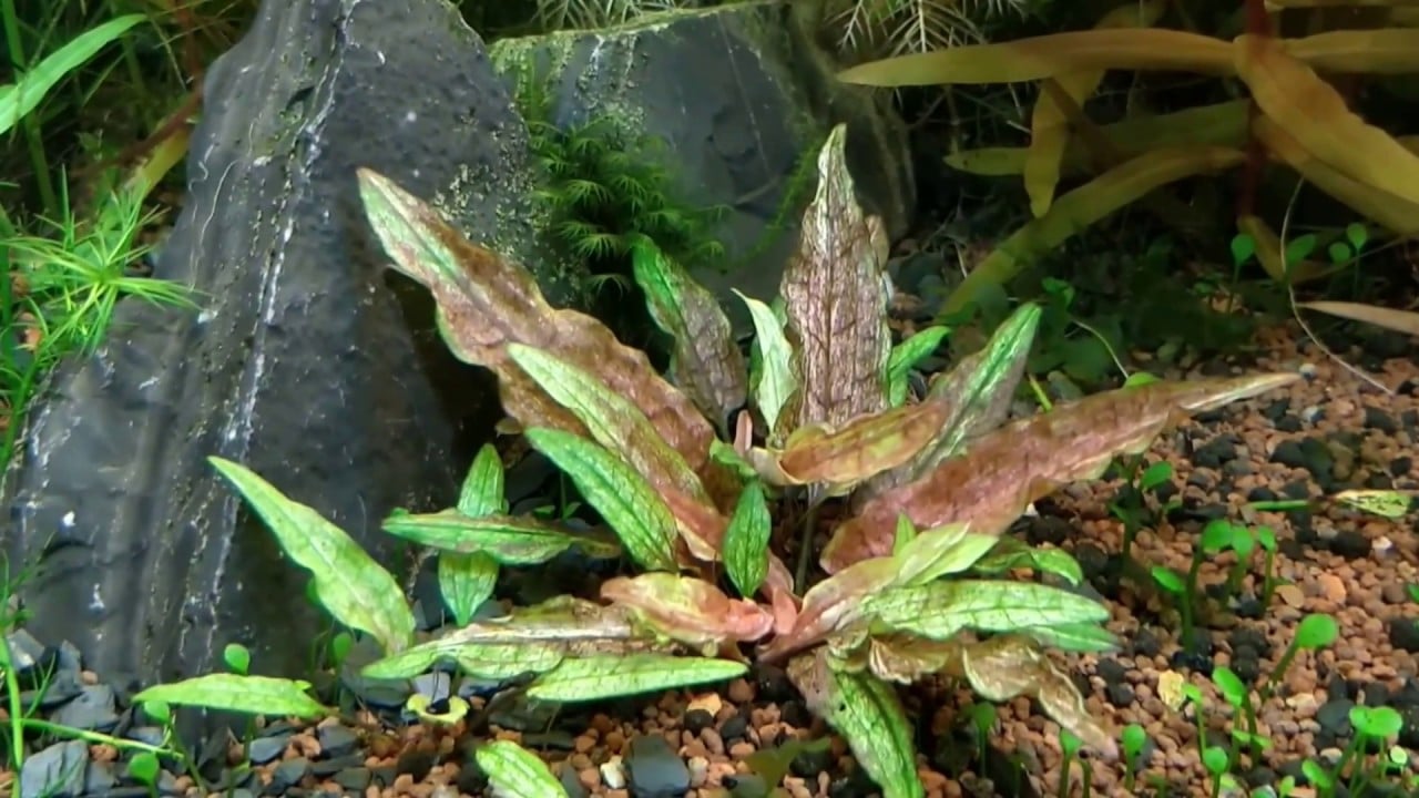Jumbo sized TC cup- Cryptocoryne wendtii Gecko (Tissue Culture cup) - Image 3