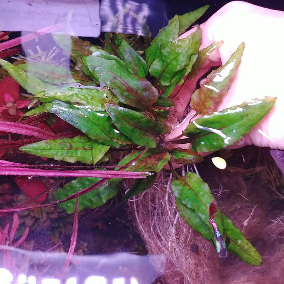 Jumbo sized TC cup- Cryptocoryne wendtii Gecko (Tissue Culture cup) - Image 4