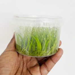 Jumbo sized TC cup- Japanese Dwarf Hair Grass (Tissue Culture cup)