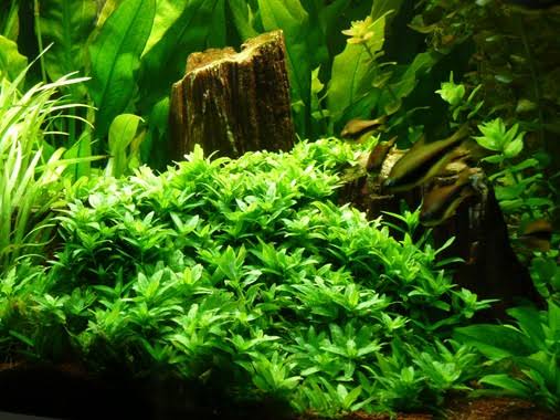 Jumbo sized TC cup- Staurogyne repens (Tissue Culture cup) - Image 5