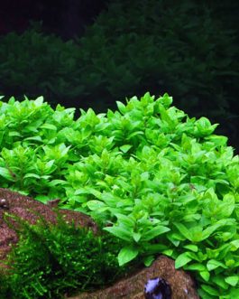 Jumbo sized TC cup- Staurogyne repens (Tissue Culture cup)