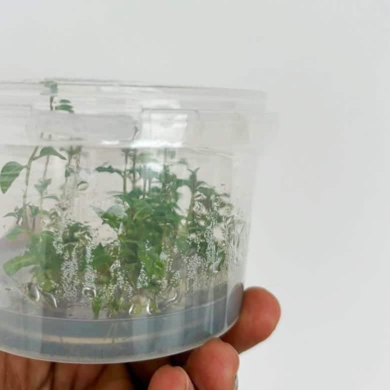 Jumbo sized TC cup- Staurogyne repens (Tissue Culture cup) - Image 3