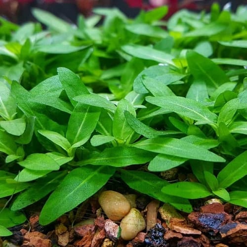 Jumbo sized TC cup- Staurogyne repens (Tissue Culture cup) - Image 4